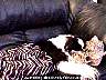 puppy3.jpg